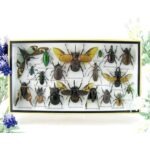 Echte exotische Insekten - Einzelstück - im 3D L-Schaukasten - Wandbild 2-A-L-40