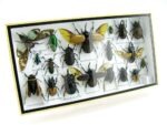 Echte exotische Insekten - Einzelstück - im 3D L-Schaukasten - Wandbild 2-A-L-40 – Bild 2