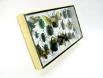 Echte exotische Insekten - Einzelstück - im 3D L-Schaukasten - Wandbild 2-A-L-40 – Bild 3