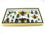 Echte exotische Insekten - Einzelstück - im 3D L-Schaukasten - Wandbild 2-A-L-40 – Bild 4