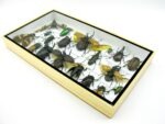 Echte exotische Insekten - Einzelstück - im 3D L-Schaukasten - Wandbild 2-A-L-40 – Bild 5