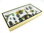 Echte exotische Insekten - Einzelstück - im 3D L-Schaukasten - Wandbild 2-A-L-40 – Bild 6