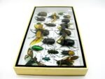 Echte exotische Insekten - Einzelstück - im 3D L-Schaukasten - Wandbild 2-A-L-40 – Bild 7