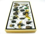 Echte exotische Insekten - Einzelstück - im 3D L-Schaukasten - Wandbild 2-A-L-40 – Bild 8