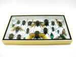 Echte exotische Insekten - Einzelstück - im 3D L-Schaukasten - Wandbild 2-A-L-40 – Bild 9