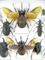 Echte exotische Insekten - Einzelstück - im 3D L-Schaukasten - Wandbild 2-A-L-40 – Bild 10