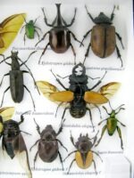 Echte exotische Insekten - Einzelstück - im 3D L-Schaukasten - Wandbild 2-A-L-40 – Bild 11