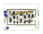 Echte exotische Insekten - Einzelstück - im 3D L-Schaukasten - Wandbild 2-A-L-41