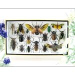 Echte exotische Insekten - Einzelstück - im 3D L-Schaukasten - Wandbild 2-A-L-41