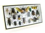 Echte exotische Insekten - Einzelstück - im 3D L-Schaukasten - Wandbild 2-A-L-41 – Bild 2