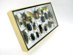 Echte exotische Insekten - Einzelstück - im 3D L-Schaukasten - Wandbild 2-A-L-41 – Bild 3