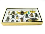 Echte exotische Insekten - Einzelstück - im 3D L-Schaukasten - Wandbild 2-A-L-41 – Bild 4