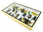 Echte exotische Insekten - Einzelstück - im 3D L-Schaukasten - Wandbild 2-A-L-41 – Bild 5