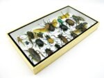 Echte exotische Insekten - Einzelstück - im 3D L-Schaukasten - Wandbild 2-A-L-41 – Bild 6