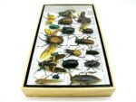 Echte exotische Insekten - Einzelstück - im 3D L-Schaukasten - Wandbild 2-A-L-41 – Bild 7