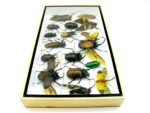 Echte exotische Insekten - Einzelstück - im 3D L-Schaukasten - Wandbild 2-A-L-41 – Bild 8