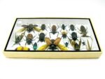 Echte exotische Insekten - Einzelstück - im 3D L-Schaukasten - Wandbild 2-A-L-41 – Bild 9