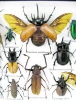 Echte exotische Insekten - Einzelstück - im 3D L-Schaukasten - Wandbild 2-A-L-41 – Bild 10