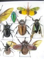 Echte exotische Insekten - Einzelstück - im 3D L-Schaukasten - Wandbild 2-A-L-41 – Bild 11