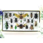 Echte exotische Insekten - Einzelstück - im 3D L-Schaukasten - Wandbild 1-A-L-42