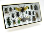 Echte exotische Insekten - Einzelstück - im 3D L-Schaukasten - Wandbild 1-A-L-42 – Bild 2
