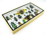 Echte exotische Insekten - Einzelstück - im 3D L-Schaukasten - Wandbild 1-A-L-42 – Bild 6