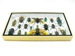 Echte exotische Insekten - Einzelstück - im 3D L-Schaukasten - Wandbild 1-A-L-42 – Bild 9