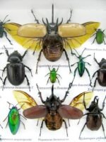 Echte exotische Insekten - Einzelstück - im 3D L-Schaukasten - Wandbild 1-A-L-42 – Bild 10