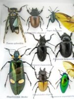 Echte exotische Insekten - Einzelstück - im 3D L-Schaukasten - Wandbild 1-A-L-42 – Bild 11