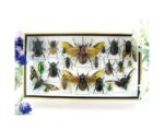 Echte exotische Insekten - Einzelstück - im 3D L-Schaukasten - Wandbild 8-A-L-43