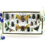 Echte exotische Insekten - Einzelstück - im 3D L-Schaukasten - Wandbild 8-A-L-43