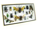 Echte exotische Insekten - Einzelstück - im 3D L-Schaukasten - Wandbild 8-A-L-43 – Bild 2