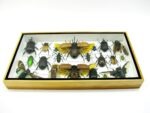 Echte exotische Insekten - Einzelstück - im 3D L-Schaukasten - Wandbild 8-A-L-43 – Bild 4