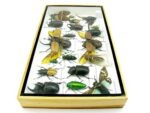 Echte exotische Insekten - Einzelstück - im 3D L-Schaukasten - Wandbild 8-A-L-43 – Bild 7
