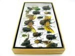 Echte exotische Insekten - Einzelstück - im 3D L-Schaukasten - Wandbild 8-A-L-43 – Bild 8
