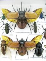 Echte exotische Insekten - Einzelstück - im 3D L-Schaukasten - Wandbild 8-A-L-43 – Bild 10