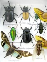 Echte exotische Insekten - Einzelstück - im 3D L-Schaukasten - Wandbild 8-A-L-43 – Bild 11