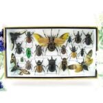 Echte exotische Insekten - Einzelstück - im 3D L-Schaukasten - Wandbild 6-A-L-44