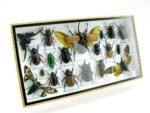 Echte exotische Insekten - Einzelstück - im 3D L-Schaukasten - Wandbild 6-A-L-44 – Bild 2