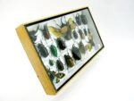 Echte exotische Insekten - Einzelstück - im 3D L-Schaukasten - Wandbild 6-A-L-44 – Bild 3