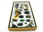 Echte exotische Insekten - Einzelstück - im 3D L-Schaukasten - Wandbild 6-A-L-44 – Bild 7