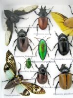 Echte exotische Insekten - Einzelstück - im 3D L-Schaukasten - Wandbild 6-A-L-44 – Bild 11