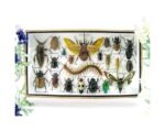 Echte exotische Insekten - Einzelstück - im 3D L-Schaukasten - Wandbild 5-A-L-45
