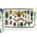 Echte exotische Insekten - Einzelstück - im 3D L-Schaukasten - Wandbild 5-A-L-45