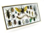 Echte exotische Insekten - Einzelstück - im 3D L-Schaukasten - Wandbild 5-A-L-45 – Bild 2