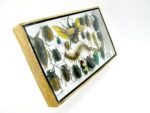 Echte exotische Insekten - Einzelstück - im 3D L-Schaukasten - Wandbild 5-A-L-45 – Bild 3