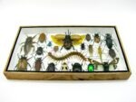 Echte exotische Insekten - Einzelstück - im 3D L-Schaukasten - Wandbild 5-A-L-45 – Bild 4