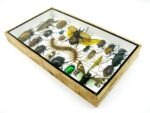 Echte exotische Insekten - Einzelstück - im 3D L-Schaukasten - Wandbild 5-A-L-45 – Bild 5