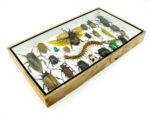 Echte exotische Insekten - Einzelstück - im 3D L-Schaukasten - Wandbild 5-A-L-45 – Bild 6