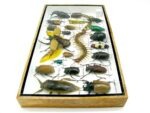 Echte exotische Insekten - Einzelstück - im 3D L-Schaukasten - Wandbild 5-A-L-45 – Bild 7
